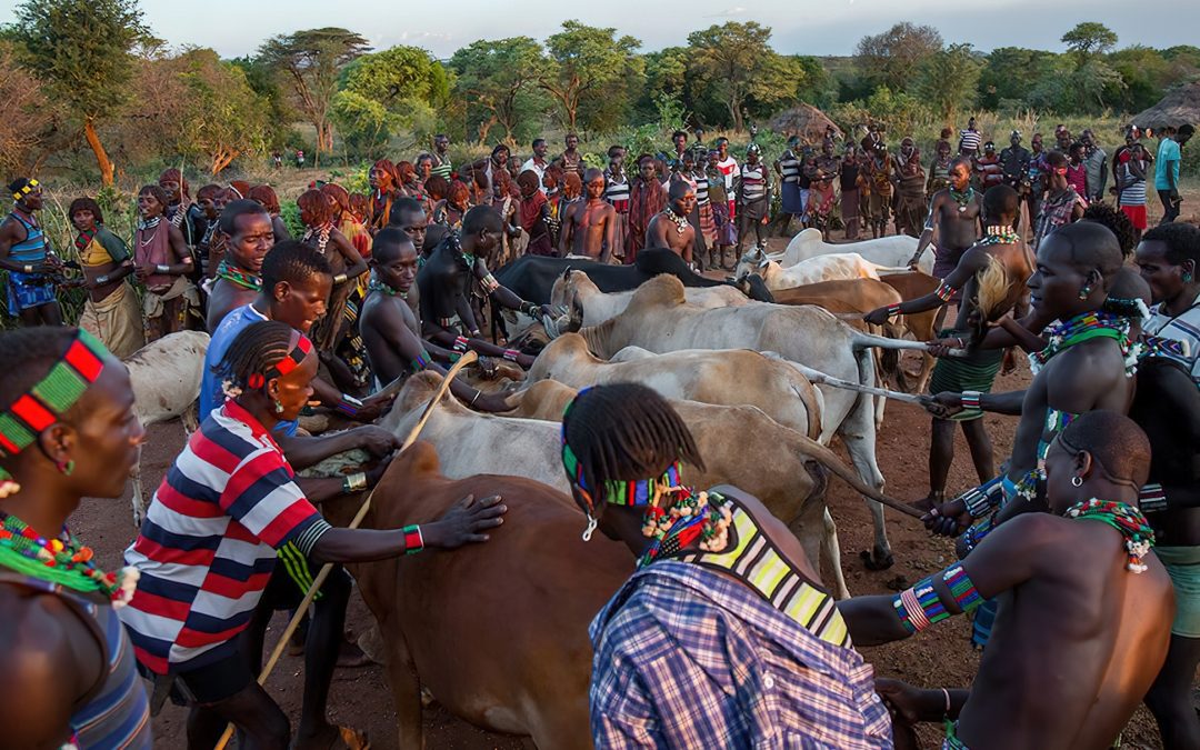 THE HAMAR OF SOUTHWEST ETHIOPIA AND THEIR CATTLE