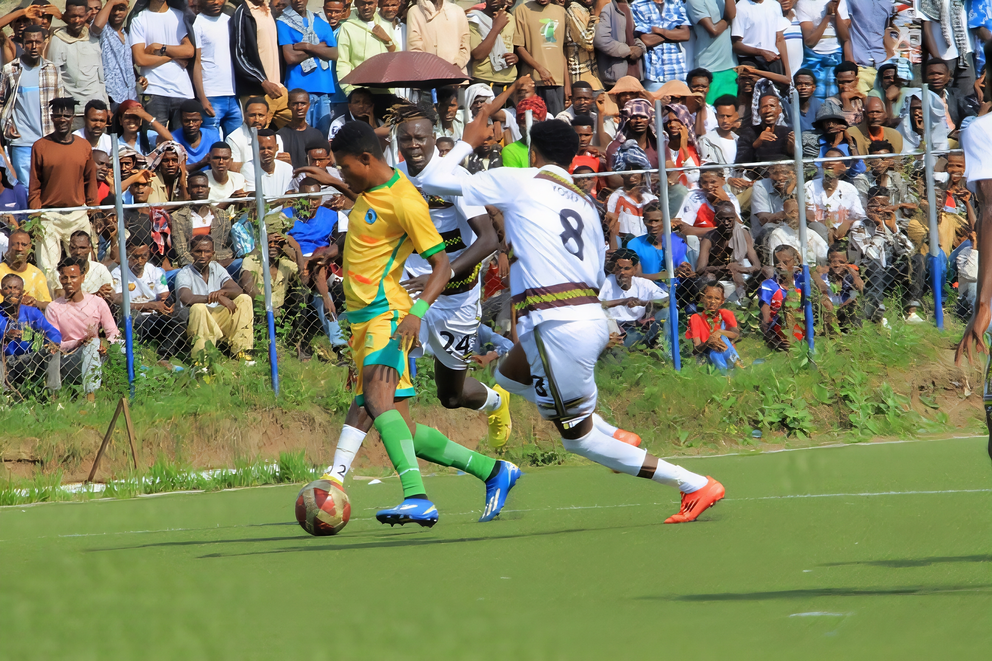 Sidama Coffee Sidama Coffee